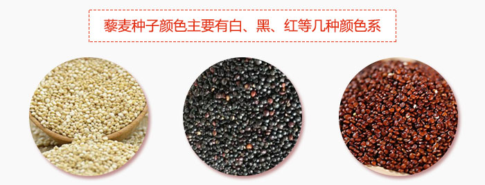 藜麥種子顏色主要有白、黑、紅等幾種顏色系，營養(yǎng)成分相差不大，其中白色口感好，黑、紅色口感相對差些，籽粒也較小。