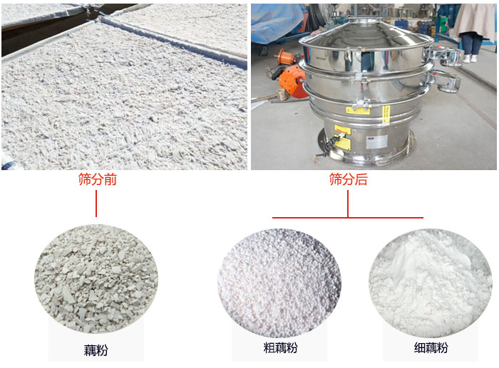 蓮藕淀粉曬干，采用304不銹鋼材質(zhì)藕粉振動(dòng)篩篩分后前后對(duì)比效果圖展示。