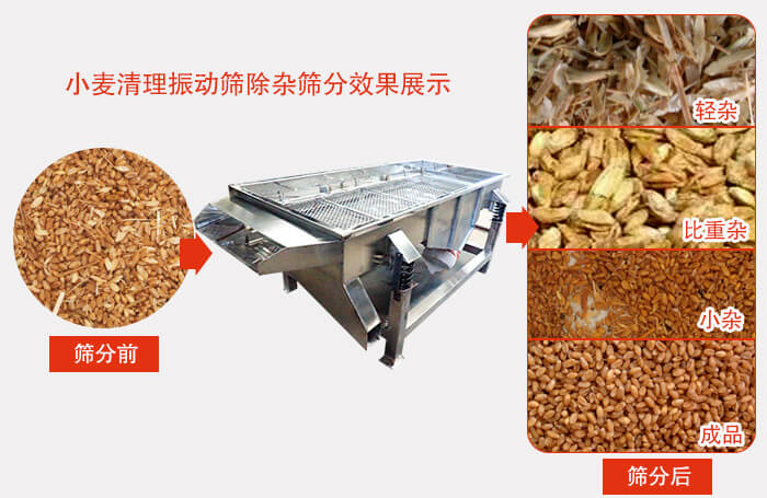 小麥清理振動(dòng)篩小麥篩分效果展示圖可同時(shí)篩分出輕雜，比重雜，小雜，成品等四個(gè)等級(jí)。